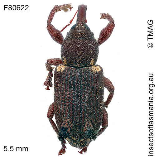 Encosmia-cornuta Encosmia cornuta