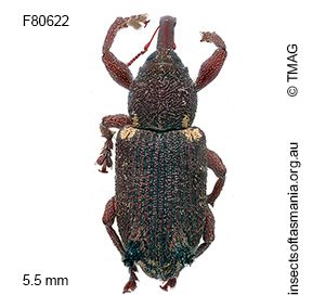 Encosmia cornuta