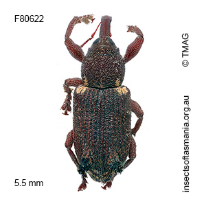 Encosmia cornuta