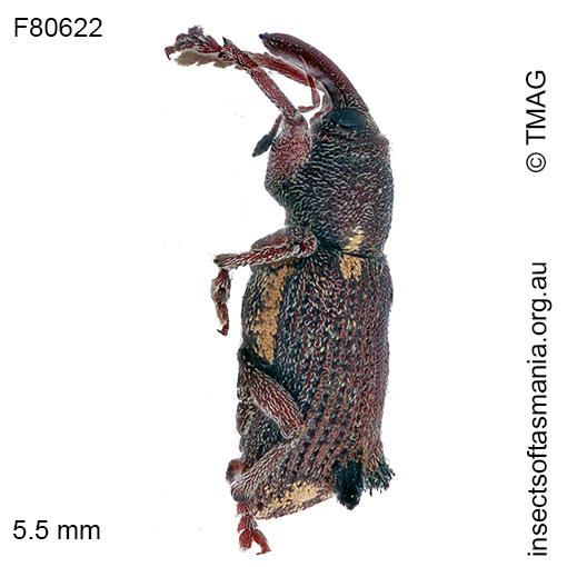 Encosmia-cornuta_a Encosmia cornuta