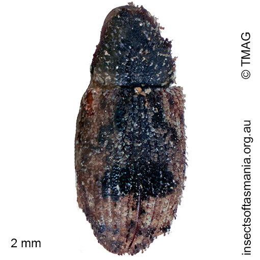 Ephrycus-parvus Ephrycus parvus