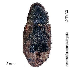Ephrycus parvus