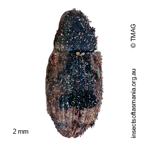 Ephrycus parvus