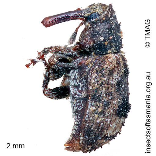Ephrycus-parvus_a Ephrycus parvus