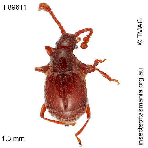 Eupinella dentiventris