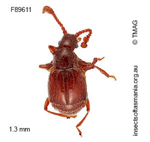 Eupinella dentiventris