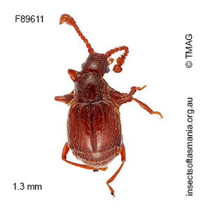 Eupinella dentiventris