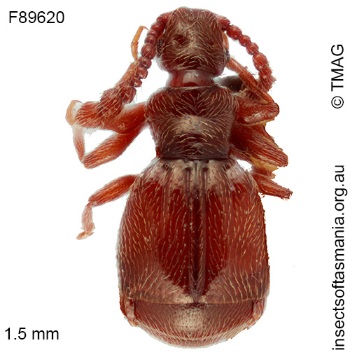 Eupinella tarsalis