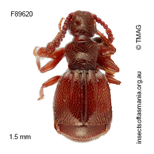 Eupinella tarsalis