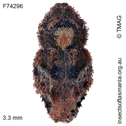 Exithius basipennis