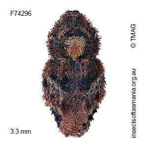 Exithius basipennis