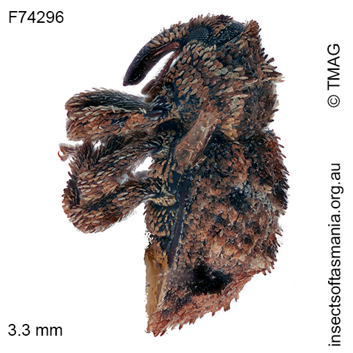 Exithius basipennis