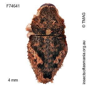Exithius conjunctus