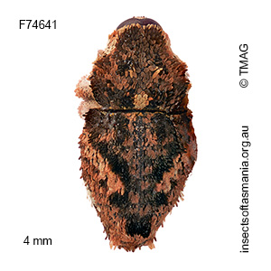 Exithius conjunctus