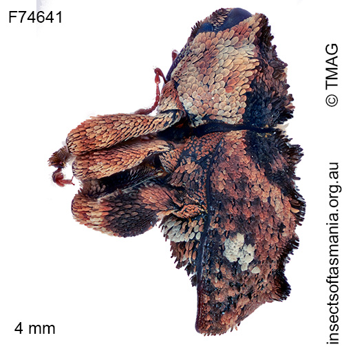 Exithius-conjunctus_a Exithius conjunctus