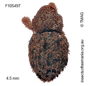 Exithius megapholus