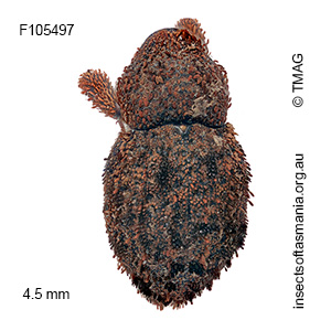 Ophrythyreocis valgus