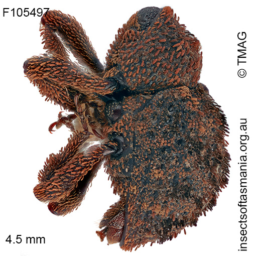 Exithius-megapholus_a Exithius megapholus