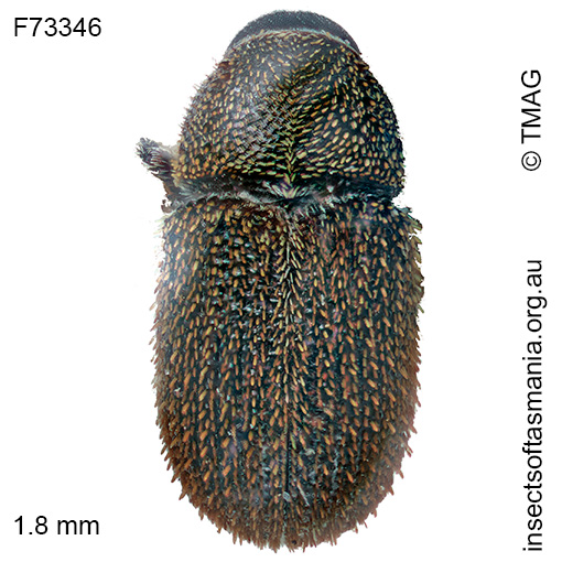 Ficicis varians