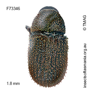 Ficicis varians