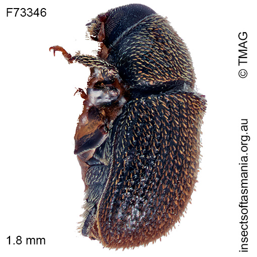 Ficicis varians