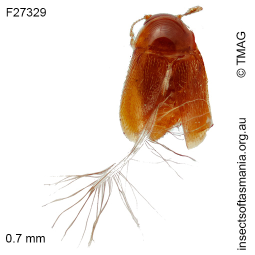 Garicaphila pilosa