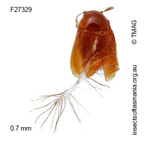 Garicaphila pilosa