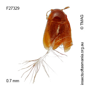 Garicaphila pilosa