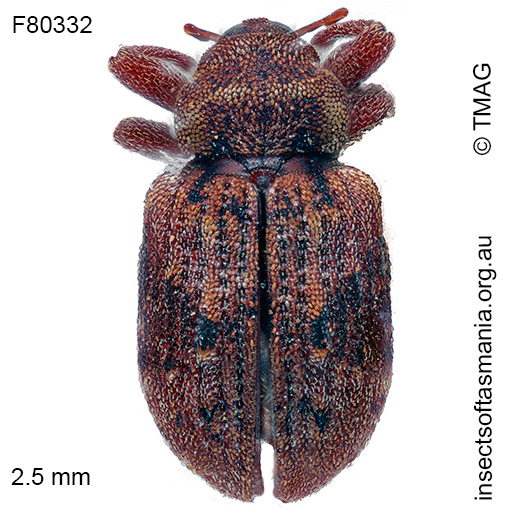 Gerynassa picticornis