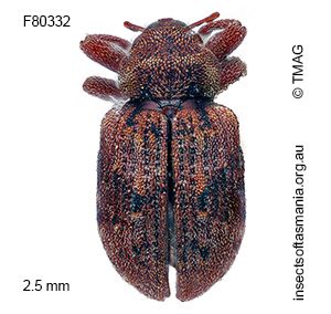 Gerynassa picticornis