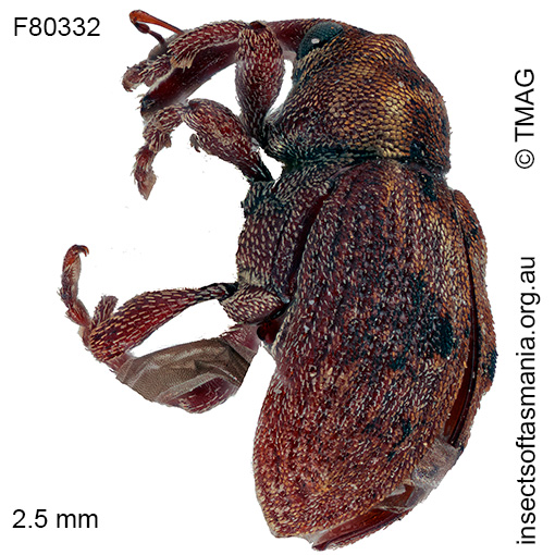 Gerynassa picticornis