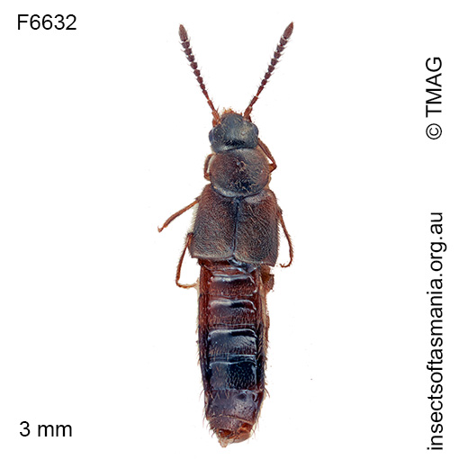 Giachinusa aborigena