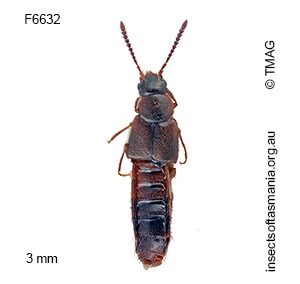 Giachinusa aborigena