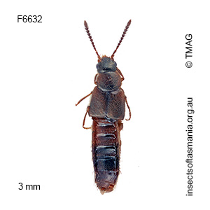Giachinusa aborigena