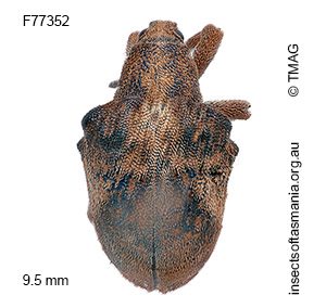Gonipterus gibberus