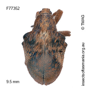 Gonipterus gibberus
