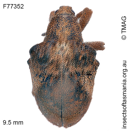Gonipterus-gibberus_b Gonipterus gibberus