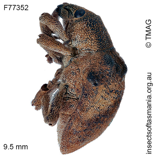 Gonipterus-gibberus_c Gonipterus gibberus