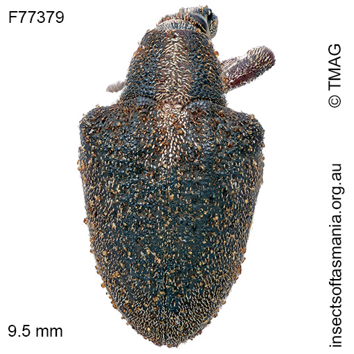 Gonipterus lepidotus