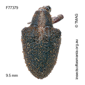 Gonipterus lepidotus