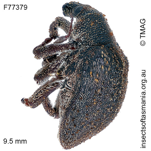 Gonipterus lepidotus