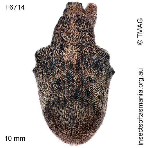 Gonipterus platensis