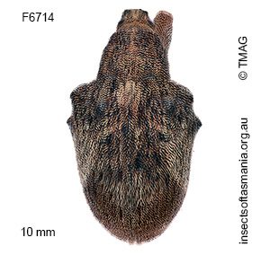 Gonipterus platensis