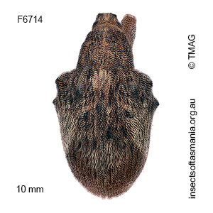 Gonipterus platensis
