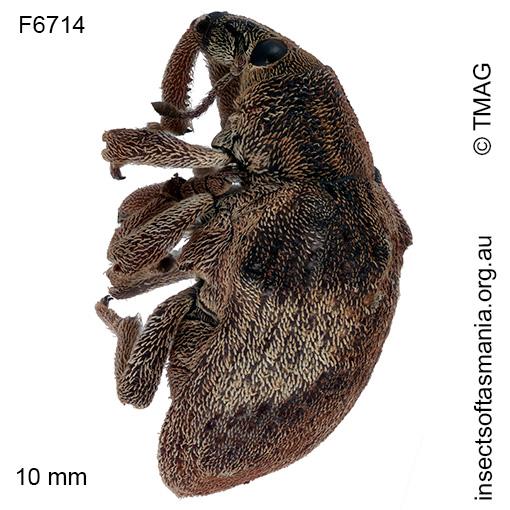 Gonipterus platensis