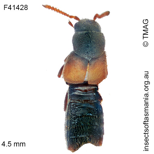 Iotarphia rufobrunnea