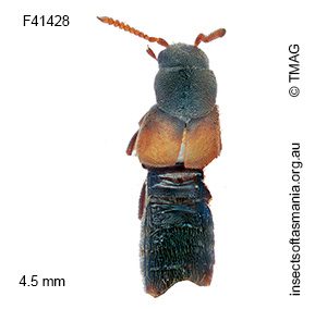 Iotarphia rufobrunnea