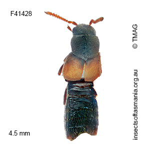 Iotarphia rufobrunnea