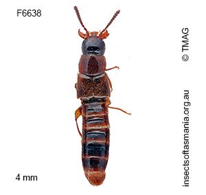 Leptostiba major