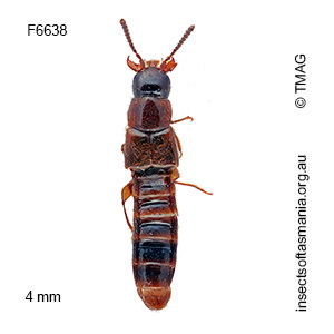 Leptostiba major